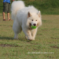 Fangen Sie Rugby Interactive Traning Dog Ball Agility -Geräte